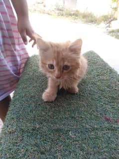 cute healthy kitten.