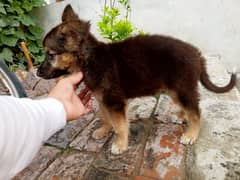 German shepherd gsd dog for sale 03199928962
