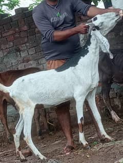 Desi Gabn Bakri Sale