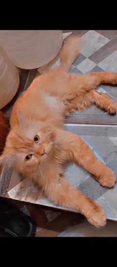 Brown Stud male cat