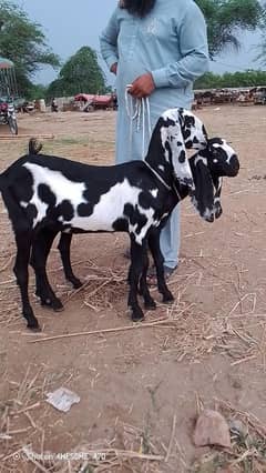 goat for sale