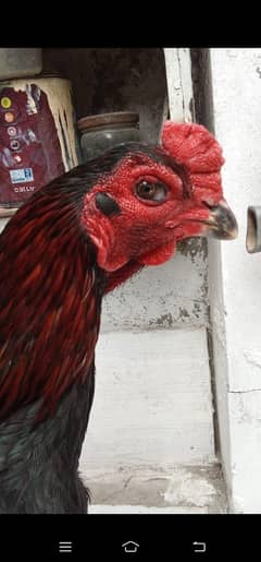 pure Vietname Thai patha active and breeder