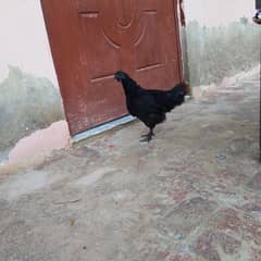 Ayam Cemani Pure