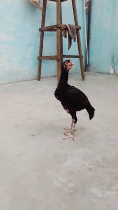 aseel murghi Madi mushka