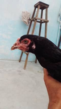aseel mushka Madi