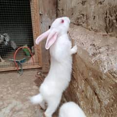 rabbit pair for sell
