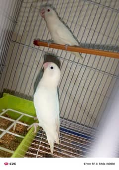 Parrot and Cage