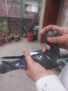 teddy bachay breedar