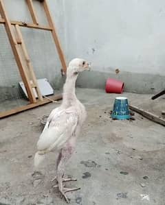 Heera