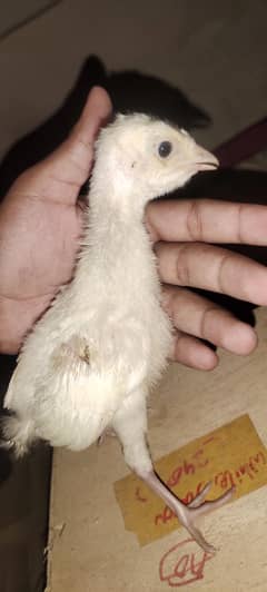 3 week chick