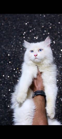 Blue eyes- male cat- persian cat - white cat for sale