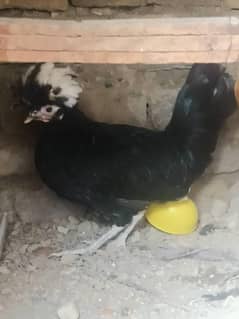 polish male for sale