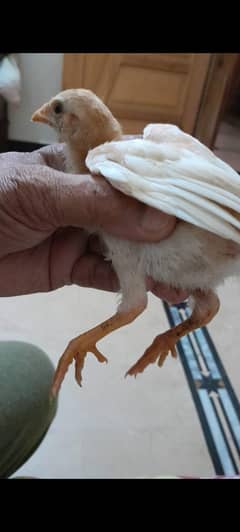 Aseel Heera Chicks for sale