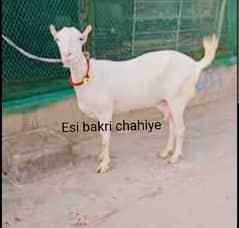 Tedi  bakri Chahiye pure pointed