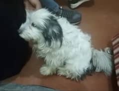 poodle feemale for sale 03225707119