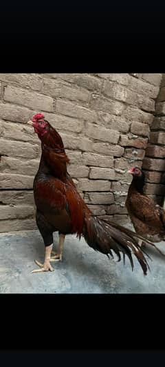 Aseel pair