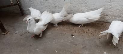 Laka k pathe 2 pair