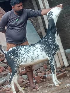 Makhi Chini Confram 3 Month Ki 100 % Gaban Bakri