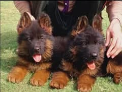 German Shepherd