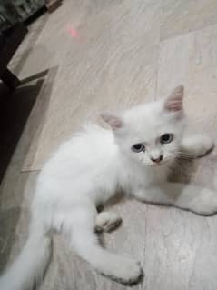 Persian pair male with blue eyes 