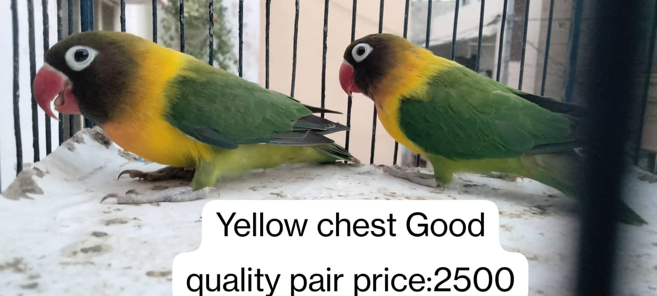 Albino & Yellow chest 0