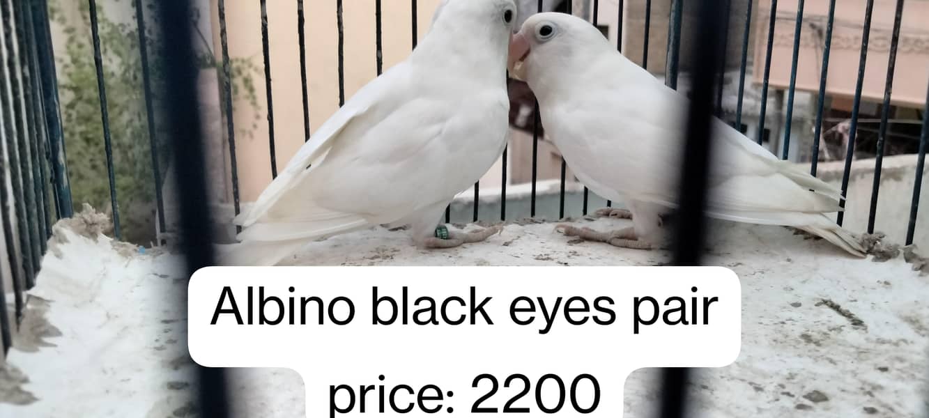 Albino & Yellow chest 1