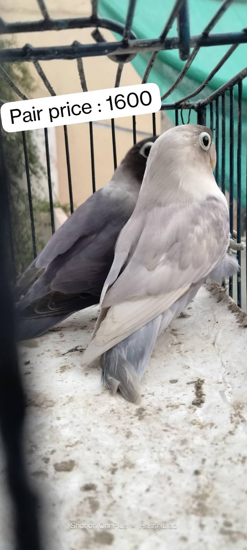 Albino & Yellow chest 2