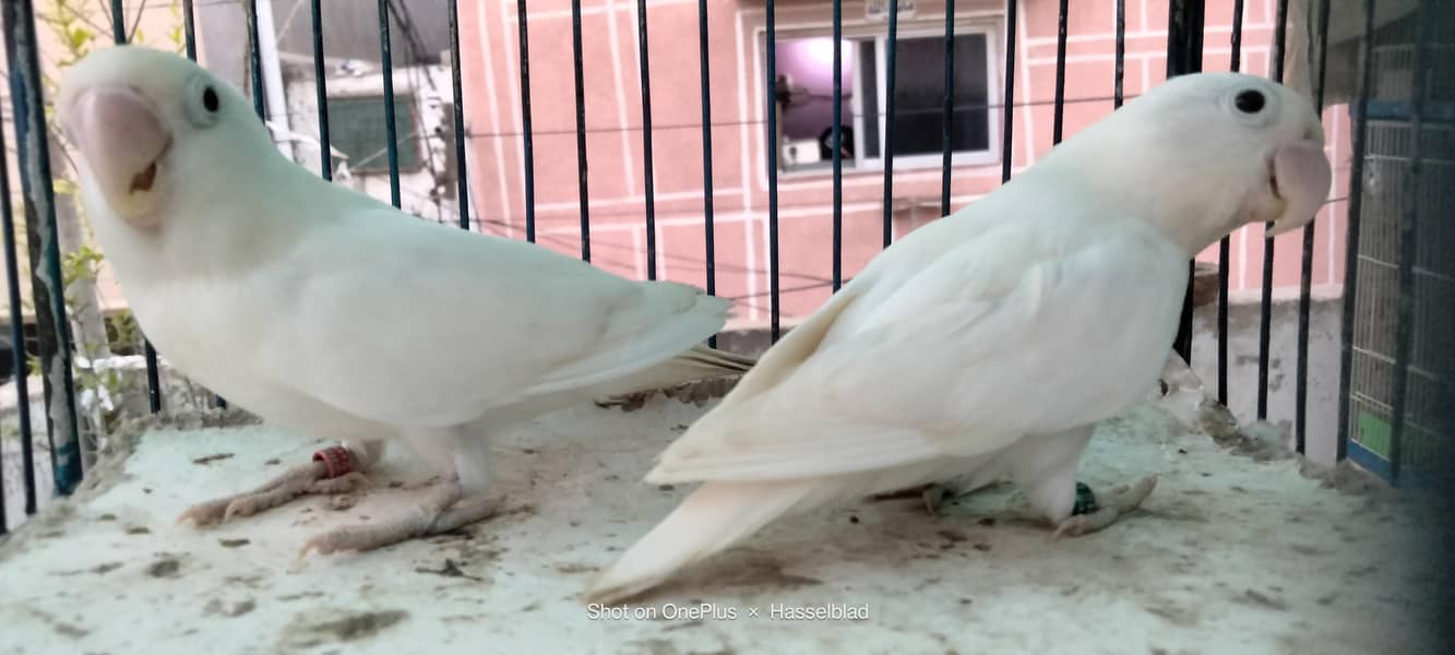 Albino & Yellow chest 11