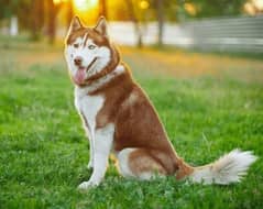 husky male for sale stud ka Lia bhatreen