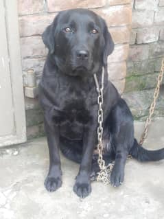 urgent for sale