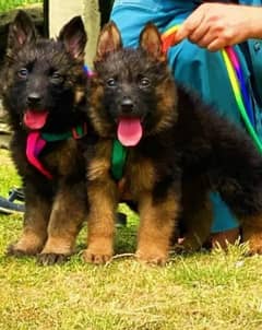 German Shepherd