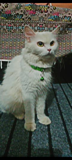 Persian cat female