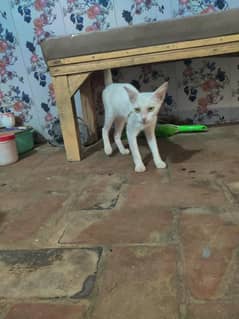 Khao Manee cat All white cat  03293877660