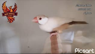 Exhibition Pastel Fawn | Gouldian Split Red Eyes