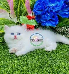Persian
