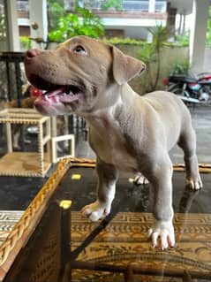 high quality pitbull