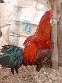 aseel pair 2 Jodlay