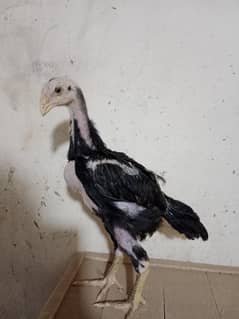 Black O Shamo