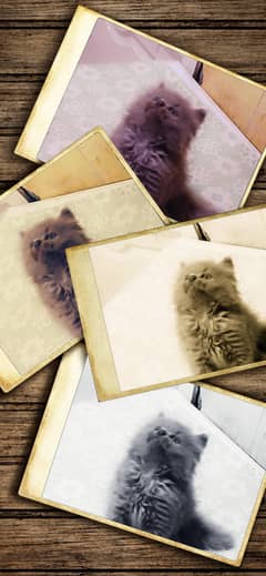 (4) Persian kittens available