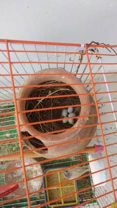 Finches pair with chick eggs and cage