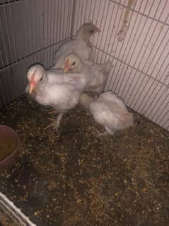 white cochin white buff fancy hen chicks