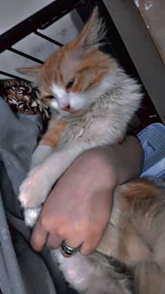 I sell my cat
