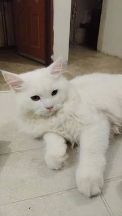 persian