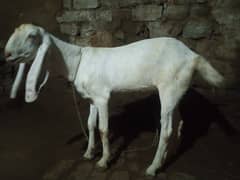 pure rajan puri bakri