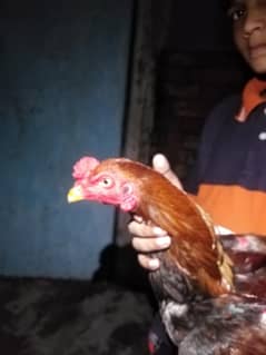 2 female 1 male more information 03134953629 watsapp