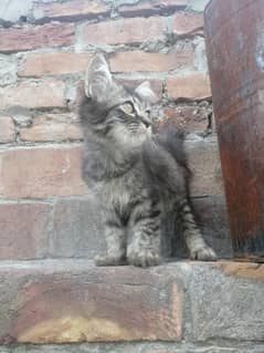 baby cat