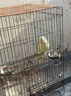 raw parrots