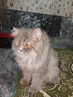 persian