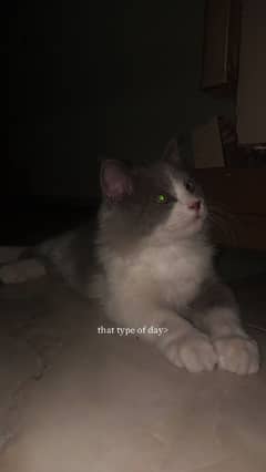 6 months male cat friendly nature and loving