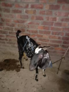 male  for sale a quality